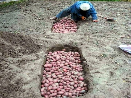 Jammu and Kashmir Farmers bury potatoes in the ground in Gurez adjacent to LOC to preserve | जम्मू-कश्मीर: एलओसी से सटे गुरेज में किसान जमीन में दफना देते हैं आलू, सदियों पुरानी प्रथा से सर्दियों में किया जाता है संरक्षण