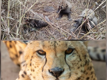 Meowing in the ponds of MP, birth of three pygmy cubs, atmosphere of celebration | Cheetah: MP के कुनो में म्याऊं म्याऊं ,तीन चिता शावकों का जन्म, जश्न का माहौल