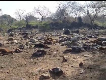 Dead bodies of more than 200 cows found in Shivpuri, issue of cow shed echoed in Mohan cabinet | Madhya Pradesh: शिवपुरी में 200 से ज्यादा गायों के मिले शव,मोहन कैबिनेट में गूंजा गौशाला का मुद्दा