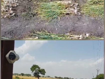 Garlic prices skyrocket in MP, fields monitored through CCTV | MP में लहसुन के दाम आसमान पर, खेतों की सीसीटीवी से निगरानी