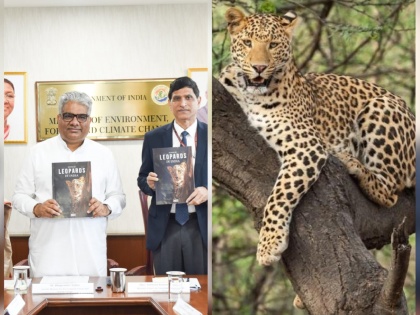 Madhya Pradesh has the highest number of leopards in the country in the report of Madhya Pradesh Leopard State. | Leopards State: मध्य प्रदेश में देश के सबसे ज्यादा तेंदुए, केंद्र की रिपोर्ट में मध्य प्रदेश लेपर्ड स्टेट
