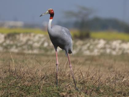UP Stork Bird Good news Yogi government hard work census in June 19919 cranes Etawah number one see district wise figures | UP Stork Bird: खुशखबरी, रंग लाई योगी सरकार की मेहनत, जून में गणना और 19919 सारस, सबसे आगे इटावा, देखें जिलेवार आंकड़े