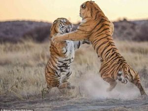 Valmiki Tiger Reserve I am king here fight 2 tigers 5 year old male adult killed bihar | Valmiki Tiger Reserve: मैं यहां का राजा हूं!, 2 बाघों में लड़ाई, 5 साल की उम्र में नर व्यस्क की गई जान