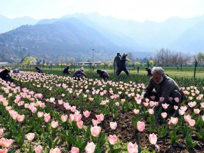 Tulip Garden Opening Asia’s largest Garden opens in Kashmir capital Srinagar 1-7 million tulips bloom ready welcome tourists see video | Tulip Garden Opening: 1.7 मिलियन ट्यूलिप खिलेंगे?, जनता के लिए खोला, पर्यटक स्वागत के लिए तैयार श्रीनगर