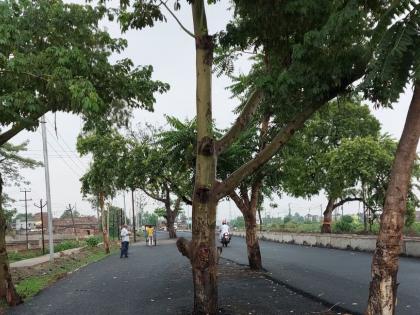 Jehanabad Road built trees cost Rs 100 crore strange sight emerged patna nitish kumar see pics | जहानाबादः पेड़ों को बीच बनाया 100 करोड़ रुपये की लागत से सड़क, अजीबोगरीब नजारा सामने आया, देखें तस्वीरें