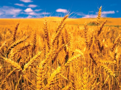 Wheat Prices Hit Record High After India Export Ban | निर्यात पर प्रतिबंध से गेहूं की कीमतें रिकॉर्ड ऊंचाई पर, कीमत बढ़कर 453 डॉलर प्रति टन पहुंची
