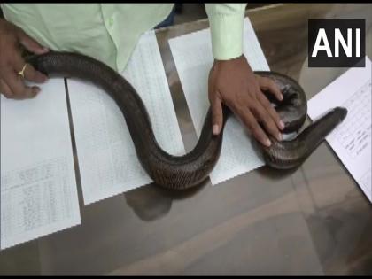 when complain ignored family throw snake in GHMC ward office at Alwal Hyderabad | हैदराबाद: शिकायत पर कार्रवाई नहीं होने पर गुस्साए परिवार ने सरकारी कार्यालय में छोड़ा सांप, मची अफरा-तफरी-देखें वीडियो