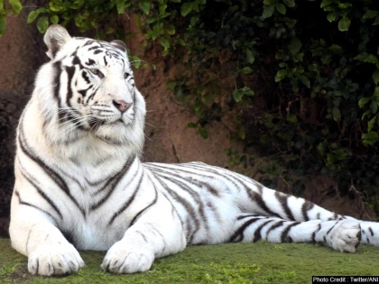 Odisha White Tigress Sneha at Nandankanan Zoological Park in Bhubaneswar given birth to two cubs | भुवनेश्वर के नंदन कानन पार्क में सफेद बाघिन 'स्नेहा' ने 2 शावकों को दिया जन्म, देखें तस्वीर