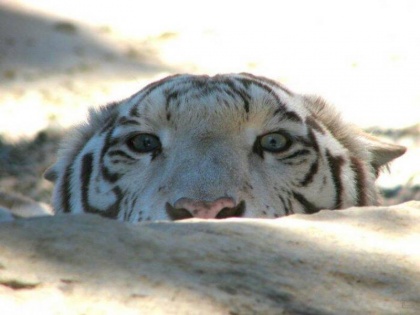 White Tigress In Delhi Zoo Died Due to acute renal failure, Coronavirus tests comes negative | क्या दिल्ली के चिड़ियाघर में सबसे उम्रदराज सफेद बाघिन की मौत कोरोना की वजह से हुई थी, सामने आई जांच रिपोर्ट