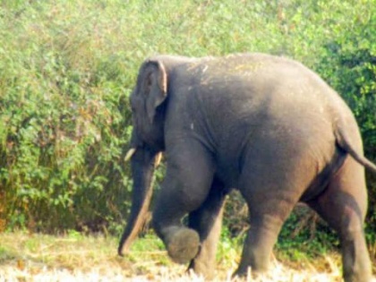 Chhattisgarh: Wild elephant crushed and killed old man, damaged houses | छत्तीसगढ़ में जंगली हाथी का उत्पात: वृद्ध को कुचलकर मार डाला, घरों को पहुंचाया नुकसान