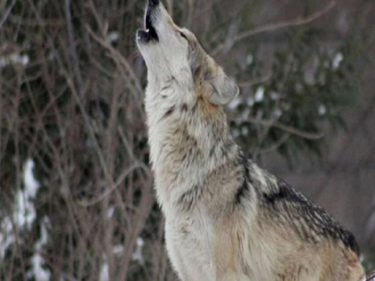Man risks life to save wolf and recorded its on mobile watch viral video | भेड़िये को बचाने के लिए इस शख्स ने अपनी जान को डाला खतरे में, वीडियो देख कर लोग बोले- ये है असली हीरो