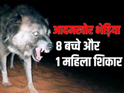 wolf killed 8 children and 1 woman killed with in days Uttar pradesh bahraich | आदमखोर भेड़िया का आतंक, 45 दिनों में 8 बच्चे और 1 महिला शिकार, एक्शन में वन विभाग