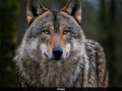 Bahraich6 people killed and 29 injured 3 out of 4 man-eating wolves killed forest department fourth monitored drone | 6 लोगों की जान और 29 घायल, 4 आदमखोर भेड़ियों में से 3 को वन विभाग ने किया ढेर, ड्रोन से चौथे की निगरानी Bahraich6 people killed and 29 injured 3 out of 4 man-eating wolves killed forest department fourth monitored drone | 6 लोगों की जान और 29 घायल, 4 आदमखोर भेड़ियों में से 3 को वन विभाग ने किया ढेर, ड्रोन से चौथे की निगरानी