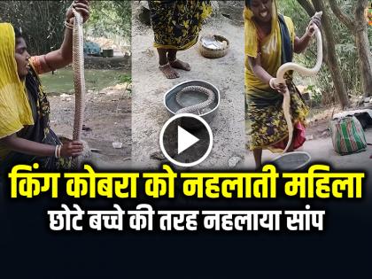 Woman Bath to Cobra Snake Video Goes Viral on Social Media | VIRAL VIDEO: किंग कोबरा को नहलाती महिला, छोटे बच्चे की तरह नहलाया सांप, देखें वीडियो