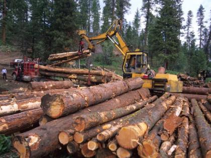 Kashmiris are avoiding buying government wood resulting in huge reduction in revenue | Jammu-Kashmir: सरकारी लकड़ी खरीदने से परहेज कर रहे हैं कश्‍मीरी, नतीजतन राजस्‍व में भारी कमी