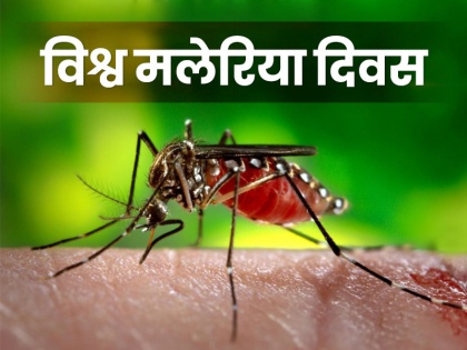 World Malaria Day 2019: Theme, Causes, Symptoms, Prevention, Treatment, Risk factors, Home remedies, Ayurvedic remedies, Quotes, Logo, Activities, Slogan, Images & Pictures in Hindi | World Malaria Day: मलेरिया का पहला लक्षण ऐसे पहचानें, इलाज में कारगर साबित हो सकता है अदरक