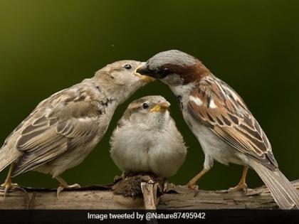 World Sparrow Day live 20 march Are sparrows no longer seen parapets and windows in cities blog Dr Mahesh Parimal | विश्व गौरैया दिवसः शहरों में मुंडेर-खिड़की पर अब नहीं नजर आती गौरैया?