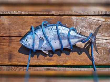 World Tuna Day 2020 know more about its history and significance | World Tuna Day 2020: वर्ल्ड टूना डे आज, क्या आप जानते हैं इस बारे में, आखिर क्यों मनाते हैं इसे, जानिए सबकुछ World Tuna Day 2020 know more about its history and significance | World Tuna Day 2020: वर्ल्ड टूना डे आज, क्या आप जानते हैं इस बारे में, आखिर क्यों मनाते हैं इसे, जानिए सबकुछ