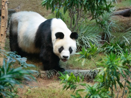 World's oldest male giant panda passed away age 35 equivalent 105 years in human age Hong Kong see video | हांगकांगः विश्व के सबसे अधिक आयु के नर पांडा की मौत, 35 साल की उम्र मानव के 105 साल के उम्र के बराबर