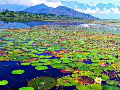 Efforts to make Wular Lake the identity of Kashmir intensified administration started Wular Festival | वुल्लर झील को कश्मीर की पहचान बनाने की कवायद तेज, प्रशासन ने शुरू किया वुल्लर फेस्टिवल