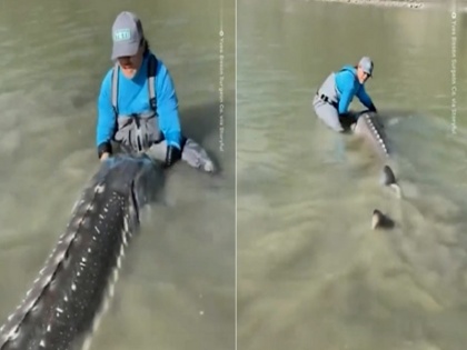 canadian fishermen Yves Bisson catches 100 years old 600 pound 10.5 feet long living dinosaur fish video goes viral | Video: कनाडाई मछुआरे को मिली 100 साल पुरानी 600 पाउंड वाली ‘जीवित डायनासोर’, 10.5 फीट लंबा विशाल जीव का वीडियो हुई वायरल