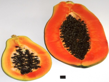 5 people distance from papaya prove to be fatal special alert for kidney stone low sugar level patient health news in hindi | इन 5 समस्या वाले लोगों को पपीते से बनानी चाहिए दूरी, वर्ना हो सकता है जानलेवा; किडनी, स्टोन और कम शुगर लेवल वाले रहे खास तौर पर अलर्ट