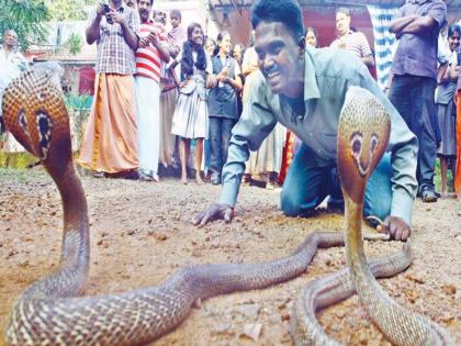 Live on camera King Cobra bite kerala snake man Vava Suresh during rescue heart will be shocked to see the viral video | कैमरे में लाइव! किंग कोबरा ने ऐसे काटा रेस्क्यू के लिए गए स्नेकमैन वावा सुरेश को, वीडियो देख दहल जाएगा दिल