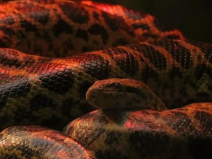 Nandankanan Zoo News 7 yellow anacondas born in Odisha enclosure expansion soon 2 males, 2 females and 10 babies in Nandankanan Zoo | Nandankanan Zoo News: 7 पीले एनाकोंडा का जन्म, नंदनकानन चिड़ियाघर में 2 नर, दो मादा और 10 बच्चे
