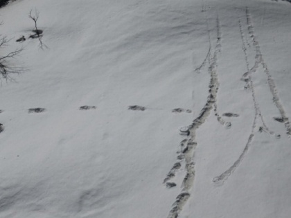 indian army tweets mysterious snowman yeti footprints claimed it found near makalu base camp | क्या हिममानव आज भी जिंदा हैं? भारतीय सेना ने ट्वीट की हैरान करने वाली ये तस्वीरें