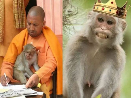 UP CM Yogi advises to Hanuman Chalisa lessons to avoid monkeys | यूपी सीएम योगी का अजीब सुझाव, कहा- हनुमान जी की नियमित पूजा करने वाले का नुकसान नहीं करेंगे बंदर