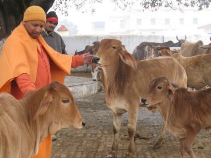 Cow deaths in UP: Yogi Adityanath suspends 8 officials, warns criminal action in future | गोवंशों की मौत, सीएम योगी आदित्यनाथ नाराज, कई अफसर नपे, अधिकारियों को नोटिस