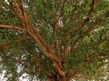 Bihar: Huge Peepal tree fell on the house in Khagaria, two real sisters died painfully | बिहार: खगड़िया में घर पर गिरा पीपल का विशाल पेड़, हुई दो सगी बहनों की दर्दनाक मौत, जानिए पूरा मामला