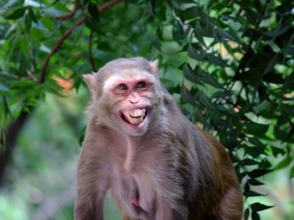 news american police peta issued warning about three injured dangerous monkey said may affect from virus | सावधान! बंदर देखते ही करें 570-524-2662 पर कॉल, 100 बंदरों वाले ट्रक से हादसे के बाद पुलिस ने जारी की गंभीर चेतावनी; पेटा बोली- हो सकते हैं वायरस से संक्रमण