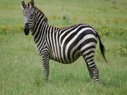 Challenge of conservation of endangered 'zebra' | ब्लॉग:लुप्तप्राय ‘जेब्रा’ के संरक्षण की चुनौती