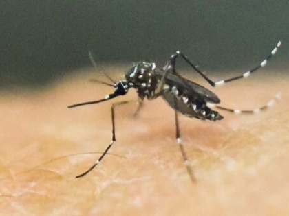 Zika virus found in mosquito near Bengaluru, alert issued alert in Chikkaballapur testing of blood samples of patients with high fever | Zika virus found in mosquito: मच्छरों की प्रजाति में जीका वायरस मिला, कर्नाटक के चिक्कबल्लापुर जिले में अलर्ट, तेज बुखार वाले मरीजों के रक्त के नमूने की जांच