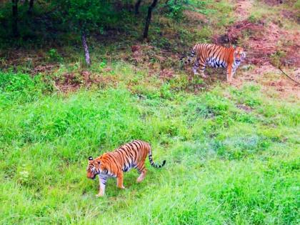 delhi Kavita Delhi Zoo and Nature unique combination must read once Author Rakesh Kumar Sharma | कविताः दिल्ली चिड़ियाघर एवं प्रकृति एक अनूठा सम्मिलन, एक बार जरूर पढ़ें, दिल खुश हो... delhi Kavita Delhi Zoo and Nature unique combination must read once Author Rakesh Kumar Sharma | कविताः दिल्ली चिड़ियाघर एवं प्रकृति एक अनूठा सम्मिलन, एक बार जरूर पढ़ें, दिल खुश हो...