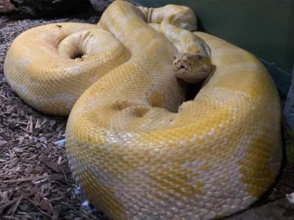 12 feet snake that escaped from zoo was found in shopping mall after 2 days | VIDEO: जू से भाग निकला था 12 फीट का अजगर, कर्मचारियों ने दो दिन बाद शॉपिंग मॉल से ढूंढ निकाला