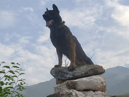 Kashmir Army dog tremendous bravery, keeps fighting after being shot as helps in killing two terrorists | कश्मीर में आर्मी डॉग का जबर्दस्त जुझारूपन, गोली लगने के बाद भी लड़ता रहा, दो आतंकियों को ढेर करने में निभाई बड़ी भूमिका
