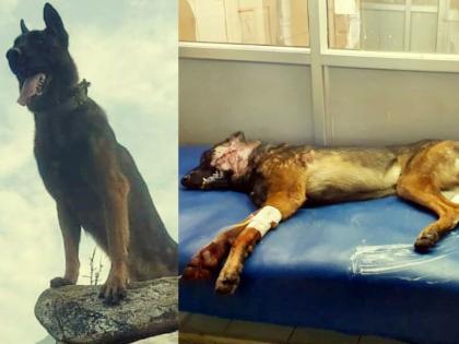 army gave the last salute to the jawan 'Zoom' who took the iron from the terrorists, the funeral took place | Video: आतंकियों से लोहा लेने वाले जाबांज 'जूम' को सेना ने दी अंतिम सलामी, हुई अंत्येष्टि army gave the last salute to the jawan 'Zoom' who took the iron from the terrorists, the funeral took place | Video: आतंकियों से लोहा लेने वाले जाबांज 'जूम' को सेना ने दी अंतिम सलामी, हुई अंत्येष्टि