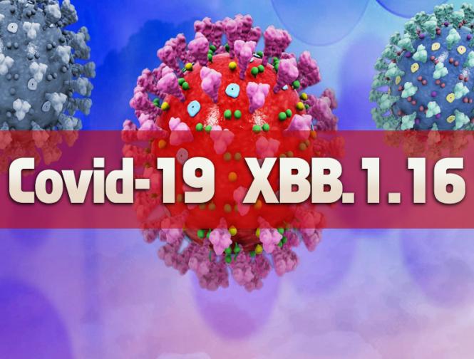 New Xbb.1.16 Covid Variant Behind Spike In India | new-xbb116-covid-variant-behind-spike-in-india | Latest health Photos at Lokmatnews.in New Xbb.1.16 Covid Variant Behind Spike In India | new-xbb116-covid-variant-behind-spike-in-india | Latest health Photos at Lokmatnews.in