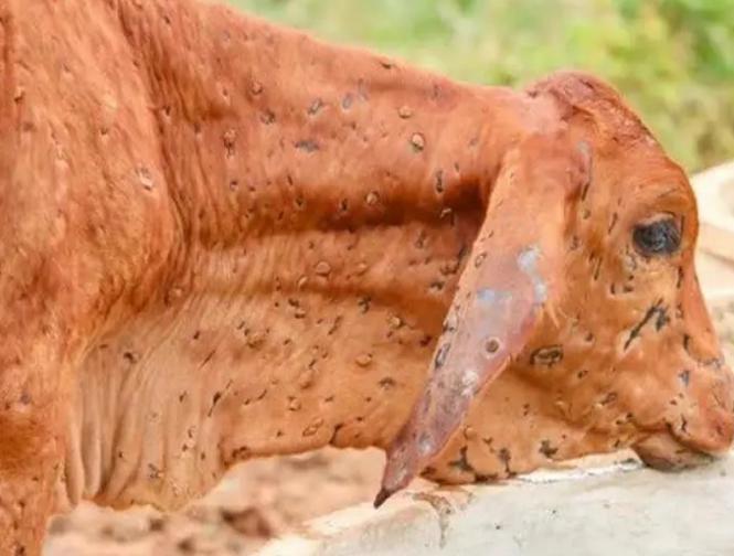 Lumpy Virus In Uttar Pradesh | lumpy-virus-in-uttar-pradesh | Latest india Photos at Lokmatnews.in