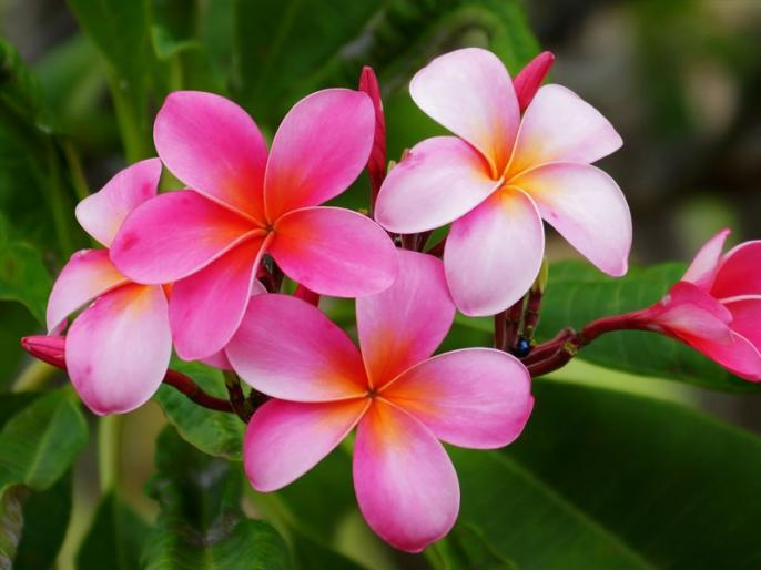 Benefits Of Uses Of Flower To Get Rid Of Diarrhoea Diabetic Kidney