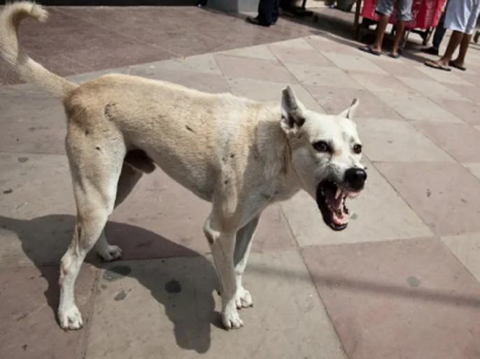 बेगूसरायः कुत्तों की झुंड ने महिला की नोच-नोच कर मार डाला, एक माह में तीसरा  हमला, दो की मौत, एक अस्पताल में