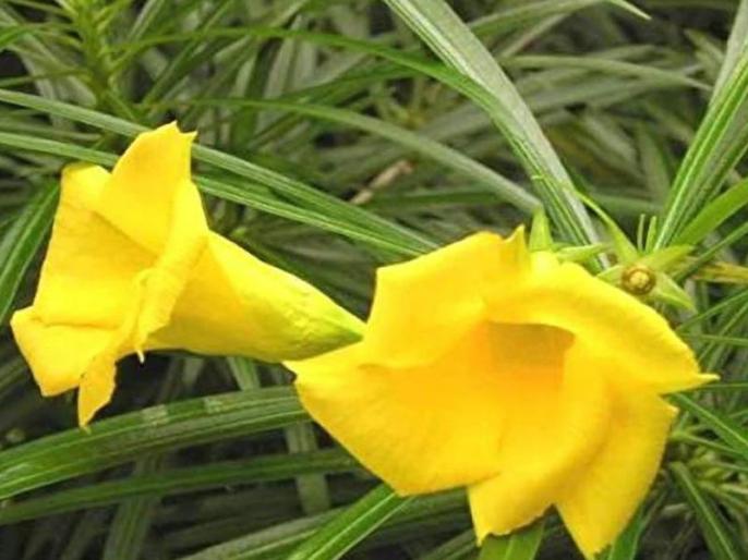 kaner plant health benefits of oleander is used for piles pimple