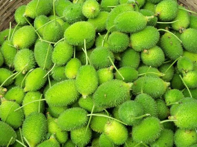 Ayurvedic jadi buti ke fayde ashwagandha aawla tulsi triphala shatavari