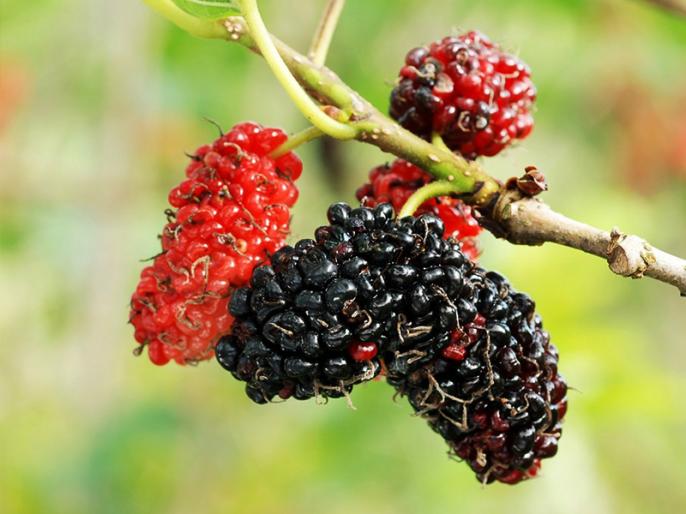 In Pics 6 Amazing Health Benefits Of Eating Mulberries, Helps In