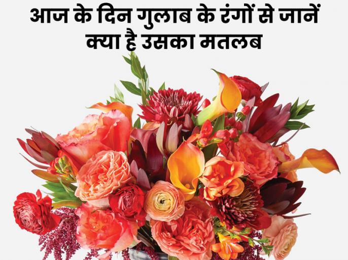 Rose Day Special र ज ड पर प रप ज करन पड सकत ह भ र ज न क स र ग क ग ल ब क क य ह त ह मतलब Types Of Roses For Love Propose Day Friendship Check In