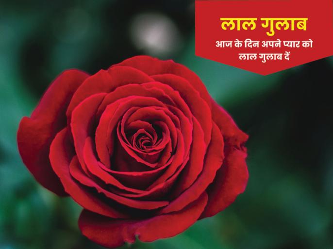 Rose Day Special र ज ड पर प रप ज करन पड सकत ह भ र ज न क स र ग क ग ल ब क क य ह त ह मतलब Types Of Roses For Love Propose Day Friendship Check In