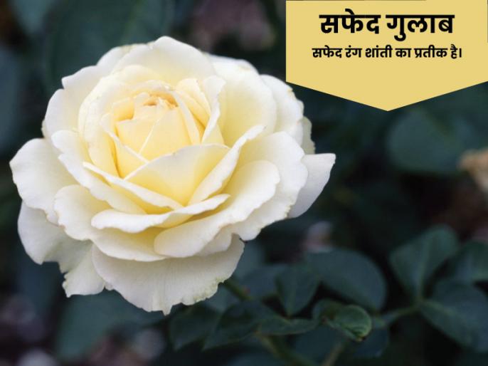 Rose Day Special र ज ड पर प रप ज करन पड सकत ह भ र ज न क स र ग क ग ल ब क क य ह त ह मतलब Types Of Roses For Love Propose Day Friendship Check In