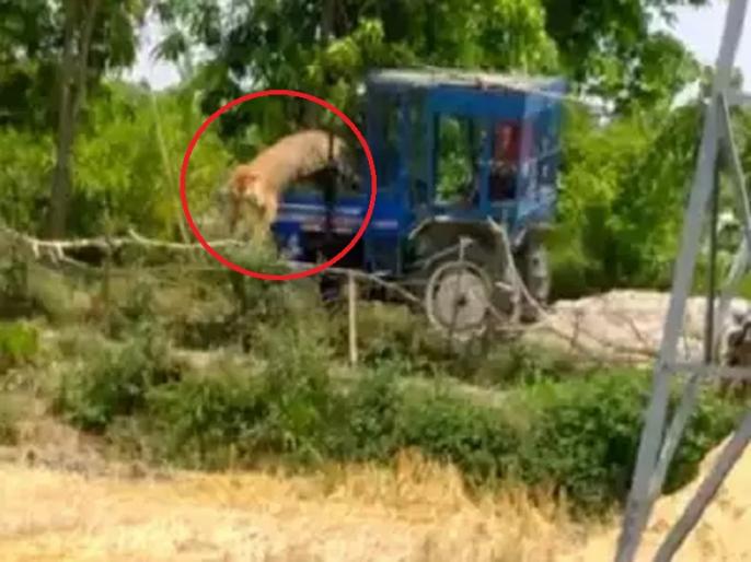 Uttar Pradesh Tiger Attacked Rescuers In Pilibhit See Video ...